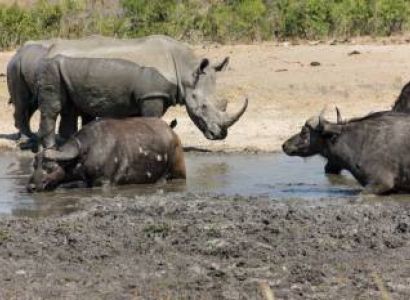 3 Days Great Migration Budget Safari in Maasai Mara National Reserve, Kenya