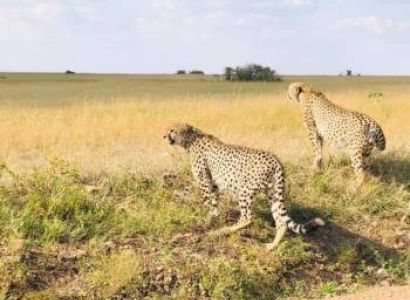 4 Days Great Migration Safari in Masai Mara, Kenya