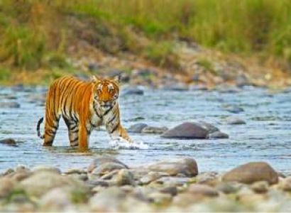 Corbett Wildlife Safari Tour 4 Nights / 5 Days