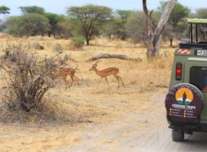 2 Days Tanzania Affordable Safari