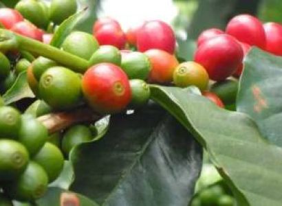 Materuni Waterfalls & Coffee Plantation