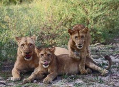 3 Days - 2 Nights Selous Safari From Zanzibar