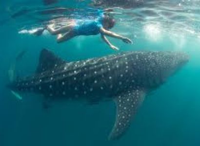 1 Day Mafia (with Whale Shark) from Zanzibar