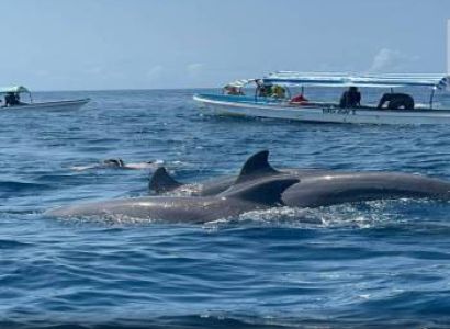 Mnemba Atoll Boat Excursion