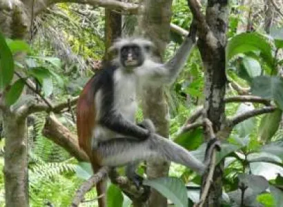 Butterfly Center + Jozani Forest + Stone Town Tour | Full Day Excursions