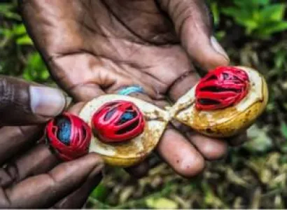 Spicy Farm Tour - Stone Town City Tour + Prison Island (including Local Lunch At Spice Farm)