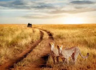 1 Day Serengeti Private Charter Flight (pc12 or C208) from Zanzibar
