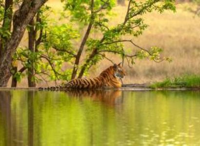 Same Day Jaipur Ranthambore