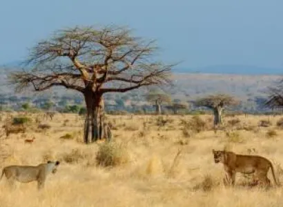 12 Days 11 Nights Dar-Ruaha-Katavi-Mahale-Dar Safari Tour