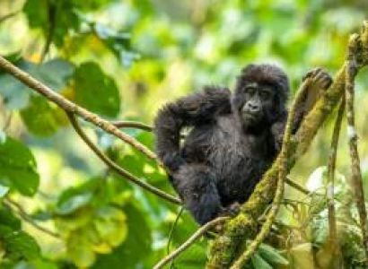 7 Days Entebbe & Kanungu & Kasese & Masindi Budget Holiday