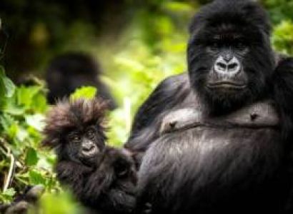 Kigali & Northwestern Rwanda Tour Package - 8 Days Budget