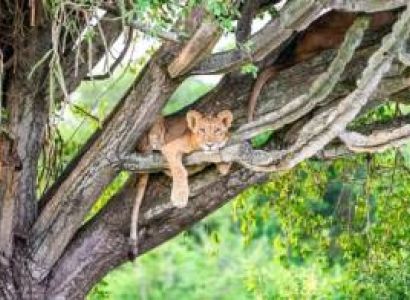 6 Days Entebbe & Nairobi Budget Tour Package
