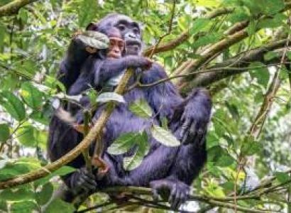 Entebbe & Kasese & Fort Portal & Masindi & Kanungu 12 Days Budget Tour Package