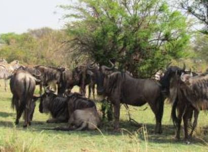 6-Day Luxury Western Serengeti Safari – Migration Experience.