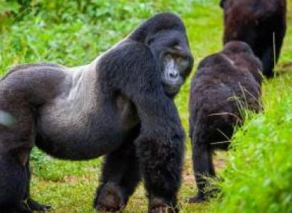 Rwanda Signature Safari Volcanoes - Akagera Tour