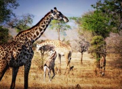 Tanzania Grand Southern - Western Circuit Safari Tour