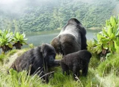 4-Day Rwanda Majestic Gorillas & Scenic Lake Tour