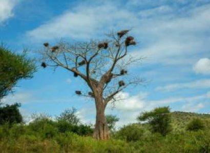 Chimpanzee - Lake Tanganyika Adventure Safari - Gombe - Mahale Tour