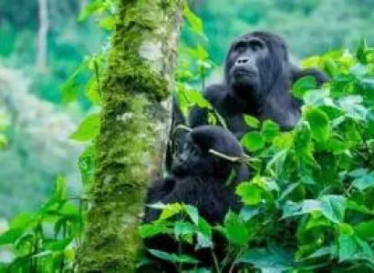 3-Day The Ultimate Bwindi Gorilla Adventure