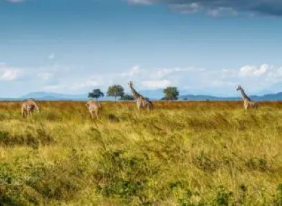 Safari Explore Southern Circuit Tour