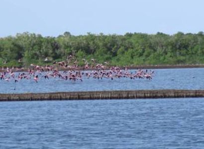 Saadani Wildlife Over Beachfront Tour