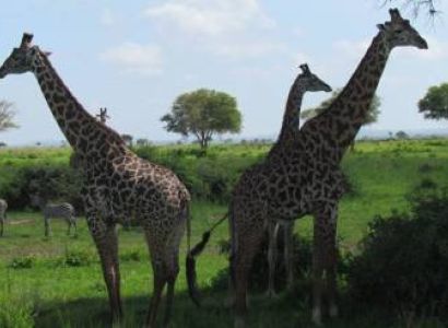 2 Days Mikumi National Park Safari - Maasai Boma Visit