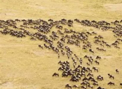 Serengeti Wildebeest Migration Safari Tour