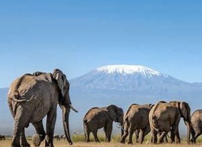6 Day 5 Nights the Royal Kenya Wildlife Experience Amboseli, Lake Naivasha, and Masai Mara