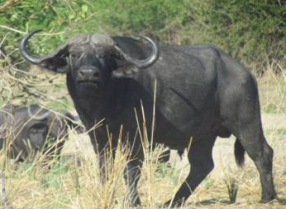 Safari Explore Southern Circuit Tour