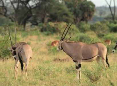 4 Days Ol Pejeta & Samburu Private Ke4 Days Ol Pejeta & Samburu Private Kenya Safarinya Safari