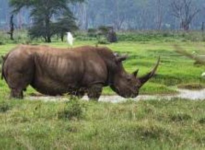 8-day Kenya Safari | Masai Mara, Amboseli & Lake Nakuru Tour Jadi Safaris