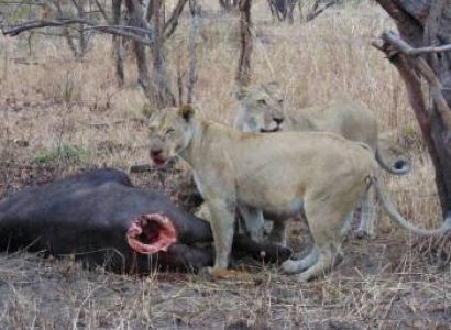 Nyerere National Park( Selous Game Reserve)  3Days/2Nights