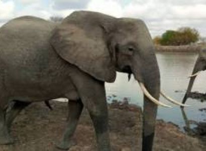 Mikumi National Park 2Days/1Night.