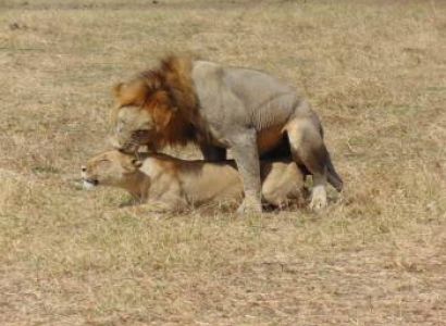 5Days/4Nights to Nyerere(Selous Game Reserve) and Mikumi National Park