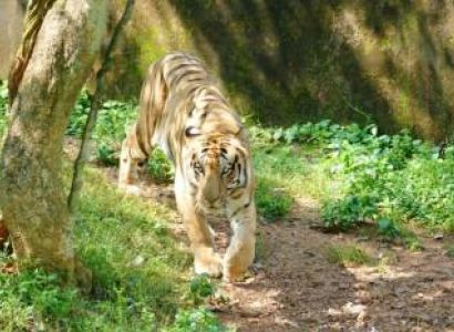 JIM CORBETT NATIONAL PARK TOUR Image