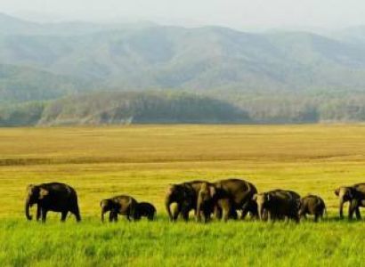 5 Nights 6 Days Assam Wildlife Tour