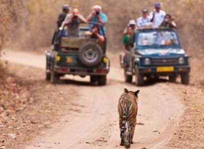 Wilderness of Madhya Pradesh