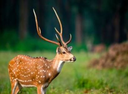 Jungles of Kanha & Pench