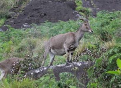 4 Nights 5 Days Kerala Package