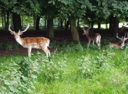 Forest Of Dooars 3 Nights - 4 Days Tour