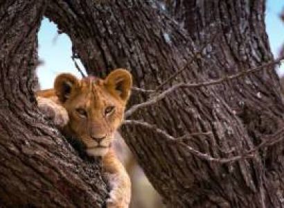 6-Day Camping Budget Safari