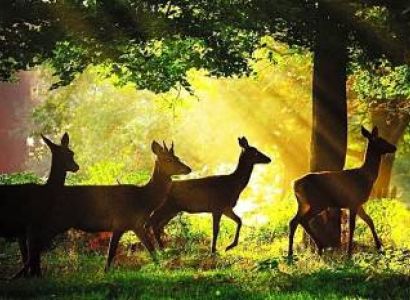 WILD LIFE ODISHA TOUR 08 N/ 9 DAYS