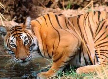 Rajasthan Wildlife and Heritage Tour Package