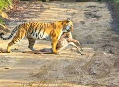 2N/3D Wildlife Special Tour Package