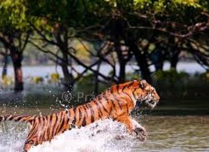 Sundarban Jungal Safari Tour