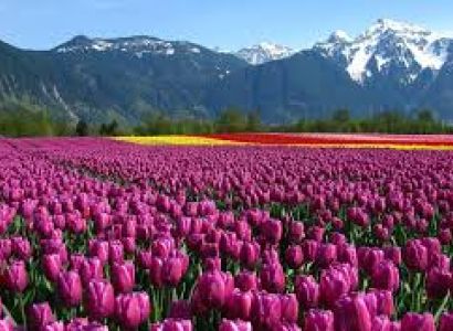 Kashmir 7 Nights - 8 Days Tour