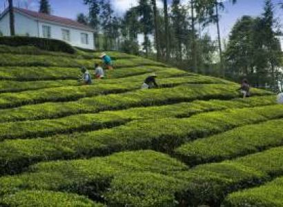 Splendid Darjeeling Gangtok Tour