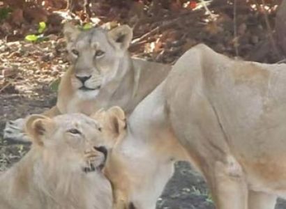 Wildlife and Heritage of Gujarat