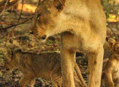 Gujarat Classical Tour