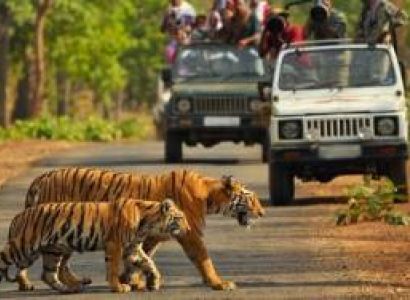 Lion And The Rann Of Kutch Tour